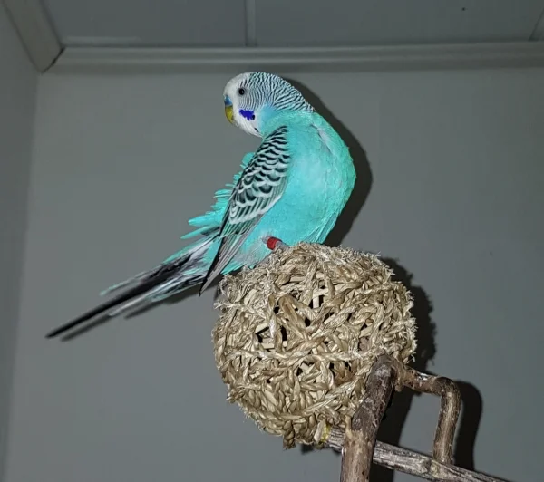 Wellensittich-Bild: Ich glaub ich hab was von Hirse gehört..dafür unterbrech ich sogar die Gefiederpflege!
~Snickers 