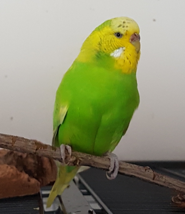 PHPSESSID