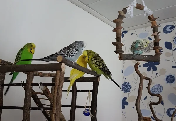 Wellensittich-Bild: Die Herren beraten sich auf dem Spielplatz - aber Hermine zeigt auf der Schaukel nur die kalte Schulter.