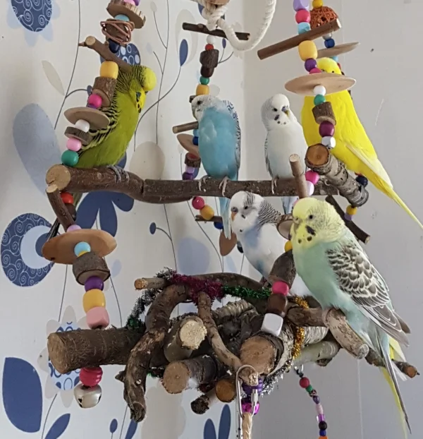 Wellensittich-Bild: Fienchen hat sich eben aus dem Käfig in die große weite Welt getraut :) .