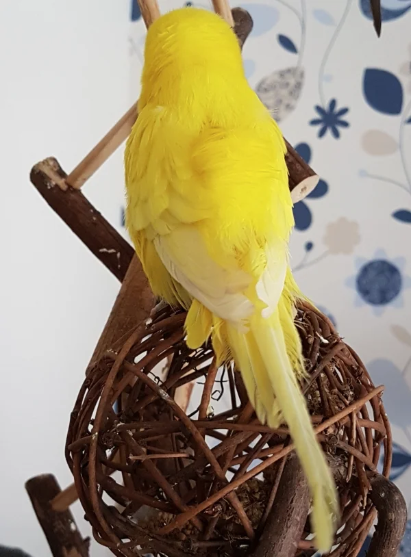 Wellensittich-Bild: Auch mein Ruecken kann sich sehen lassen, oder? ~Pommes 