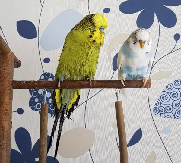 Wellensittich-Bild: Paul und Krümel nach der Sprühflaschendusche ;) .