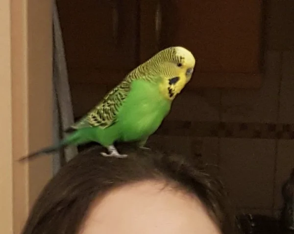 Wellensittich-Bild: Unsere FeLo hat nen Vogel :) . ~Emil