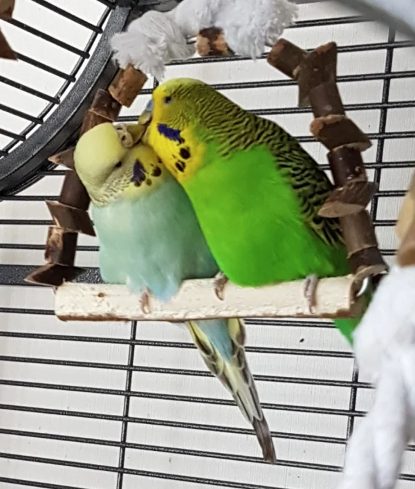 Wellensittich-Bild: Der Füttermarathon wurde dann im Käfig fortgeführt..