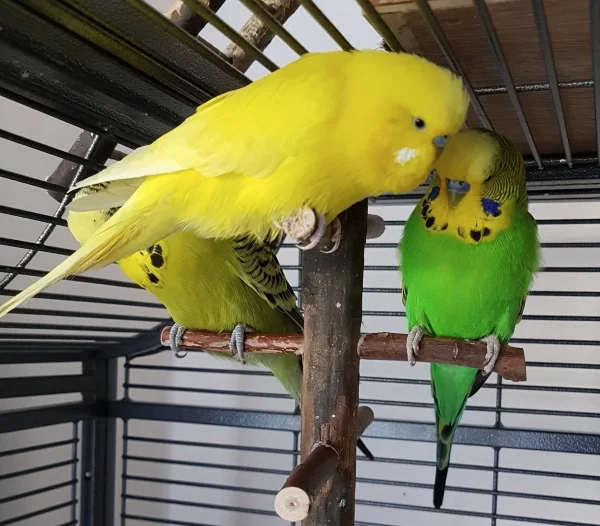 Wellensittich-Bild: Die 3 Herren hängen derzeit dauernd aufeinander - bzw. Emil und Pommes an Paul ;) .