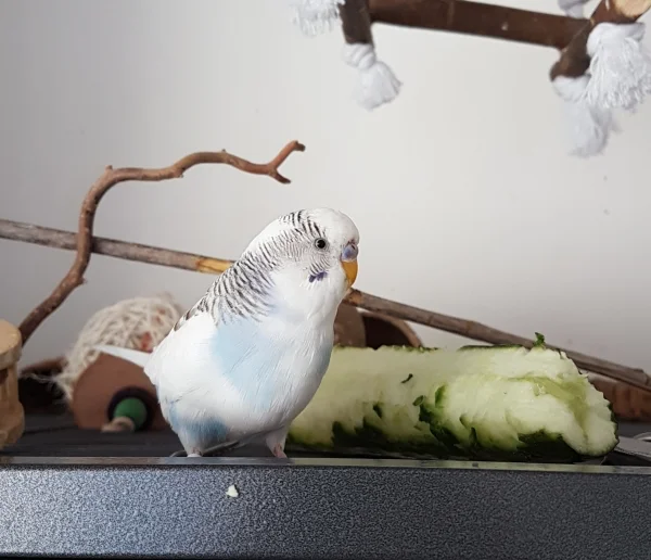 Wellensittich-Bild: Boah, da legt die FeLo uns doch glatt ne halbe Biogurke hin und ich konnte sie mir erobern. Voll super! ~Krümel