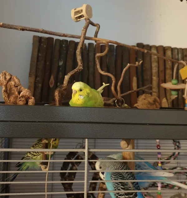 Wellensittich-Bild: So ein Wellitag ist anstrengend, da muss auch mal ne Pause sein. Während Sally auf dem Käfig chillt, ruhen Snickers, Olivia und Fienchen lieber drinnen.