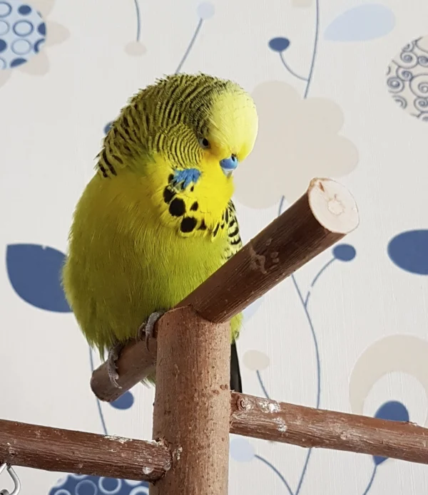 Wellensittich-Bild: Eine nette Nahaufnahme von meinem Flausche-Paul :) .                        
                  
