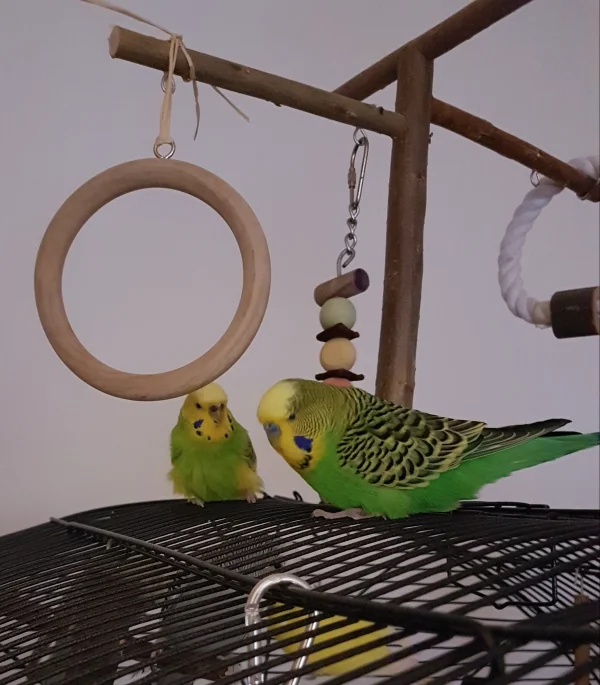 Wellensittich-Bild: Meine Welli-Oma Ernie ist seit langem mal wieder aus dem Käfig rausgekommen und ein paar Runden geflogen. Das freut nicht nur die FeLo, auch Emil findet das gut. :) 
