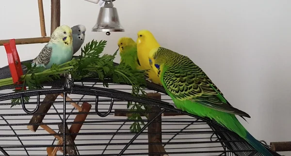 Wellensittich-Bild: Auch ein seltener Anblick, dass wirklich alle 5 Wellis mal draußen sind (der Zustand hielt auch nicht lange an).
Von links nach rechts: Hermine, Oskar, Ernie, Pommes und Emil.