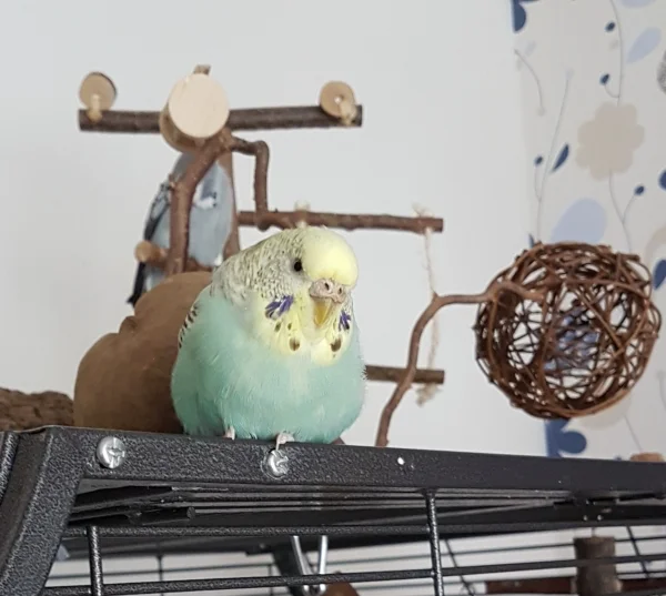 Wellensittich-Bild: Ich wollt nur mal gucken...~Hermine                           