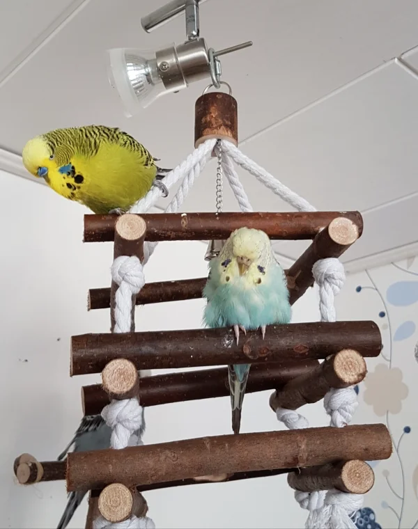 Wellensittich-Bild: Paul visiert den Golliwoog von ganz oben an. Die mausergeplagte Hermine hingegen möchte lieber ihre Ruhe.