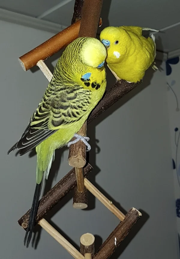 Wellensittich-Bild: Paul, soll ich Dir mal was verraten? ~Pommes 
