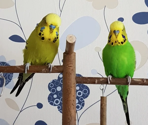 Wellensittich-Bild: Wir schicken fröhliche Welligrüße in die Welt! ~Paul und Emil 