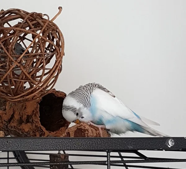 Wellensittich-Bild: Nu lass dich schon ordentlich schreddern, Du Korkstück! ~Krümel