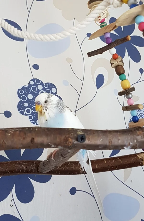 Wellensittich-Bild: Boah ey FeLo, musstest Du mich unbedingt direkt nach dem Baden fotografieren?! ~Krümel