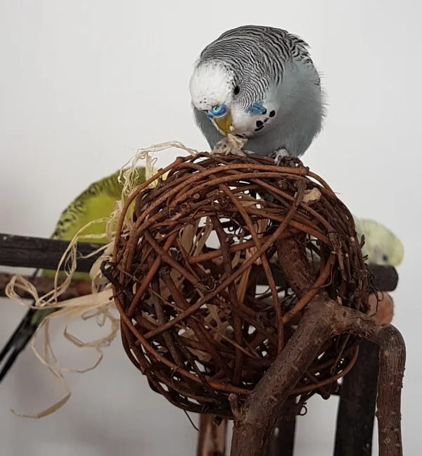 Wellensittich-Bild: Hab nochmal drüber nachgedacht - sooooo übel ist die Weidenkugel ja nu doch nicht...
~Oskar