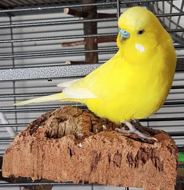 Wellensittich-Bild: Und das ist...öööööhhhmmm....tja...weiß ich auch nicht so genau. ~Pommes 