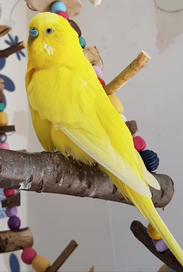 Wellensittich-Bild: Pommes in Pose, ganz nah..