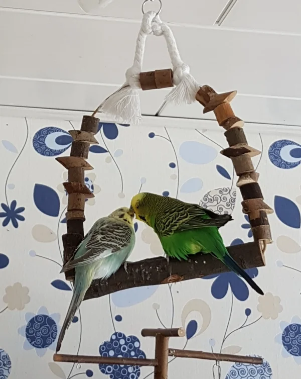 Wellensittich-Bild: Emil und Hermine haben heute Kampffüttern betrieben. Los gings draußen auf der großen Schaukel..