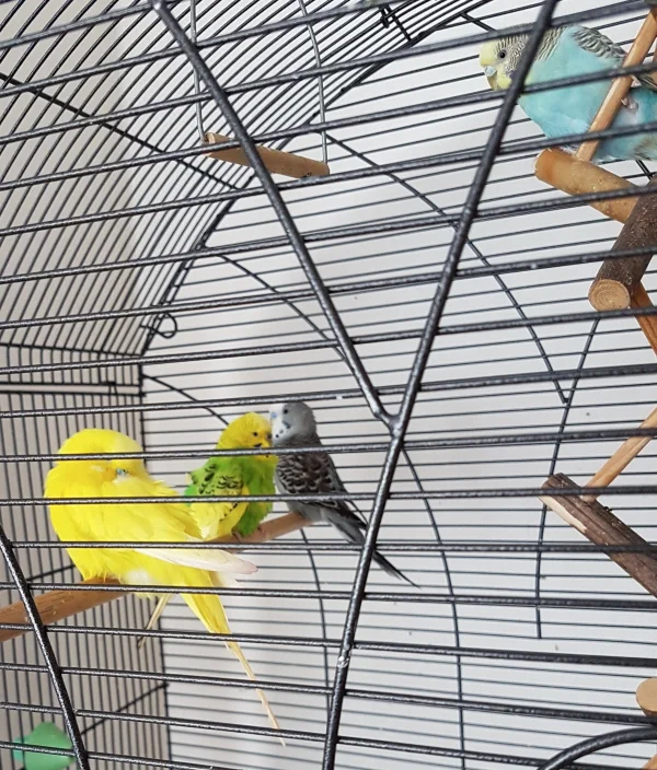 Wellensittich-Bild: 4 von 5 beim Chillen geknipst ;) .