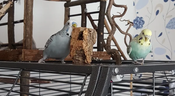 Wellensittich-Bild: Hermine, komm rüber *knabber, nag, schredder* es gibt frischen Koooohooork! ~Oskar