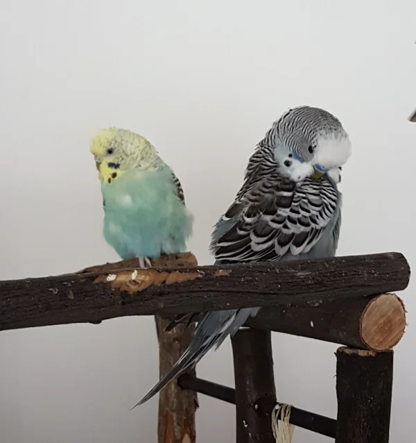 Wellensittich-Bild: Hermine und Oskar hat die Mauser ordentlich erwischt