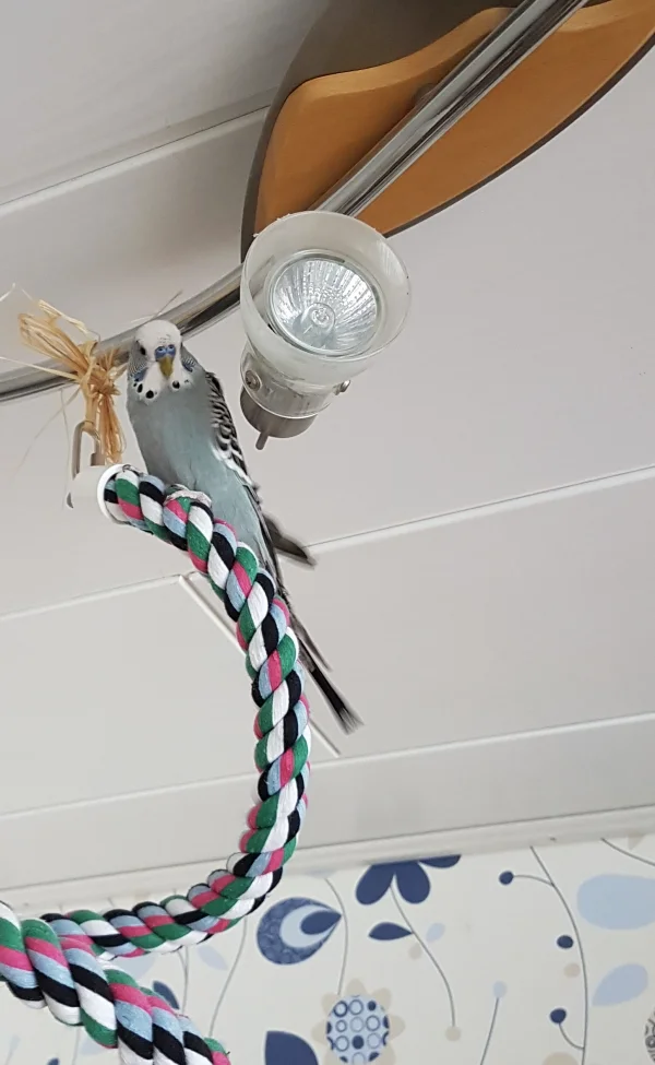 Wellensittich-Bild: Oskar ist am höchsten Punkt angekommen:) .
P.S. Keine Sorge wegen der Lampe, da ist kein Strom drauf. Ist quasi nur Deko (und Wellispielplatz-Aufhängung ;) ).