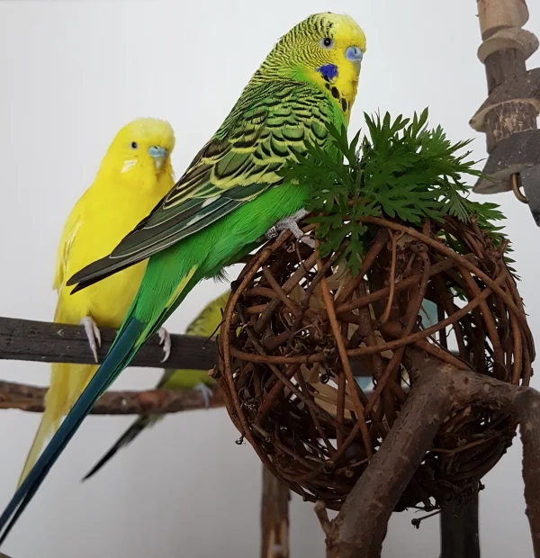 Wellensittich-Bild: Prinzessin auf der Weidenkugel hin oder her - ich finde den Platz hier auch ziemlich gut!
~Emil
