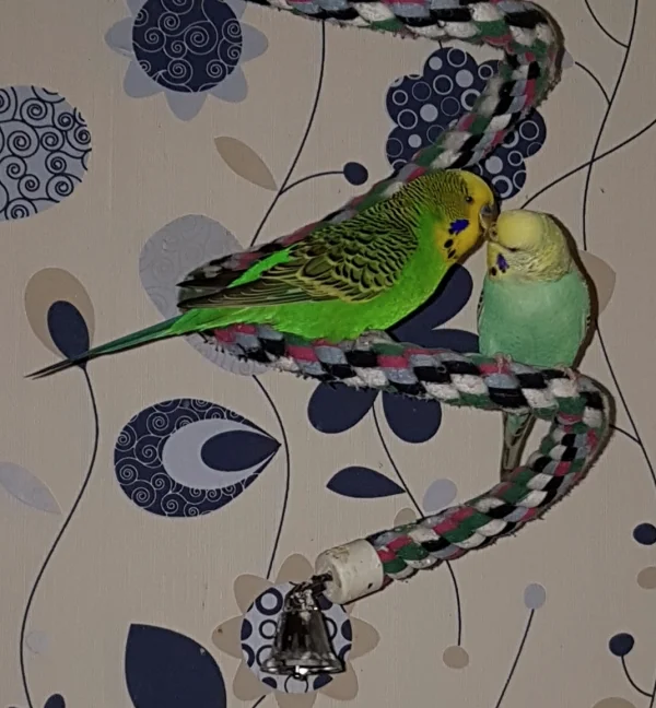 Wellensittich-Bild: Ein bisschen Abendturteln schadet ja nicht. ~Hermine und Emil