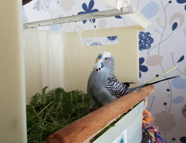 Wellensittich-Bild: Zu Oskars Ehren haben wir heute nochmal die Vogeldusche angeschmissen, damit er hier nochmal ausgiebig baden kann, bevor er nächstes Wochenende umzieht.