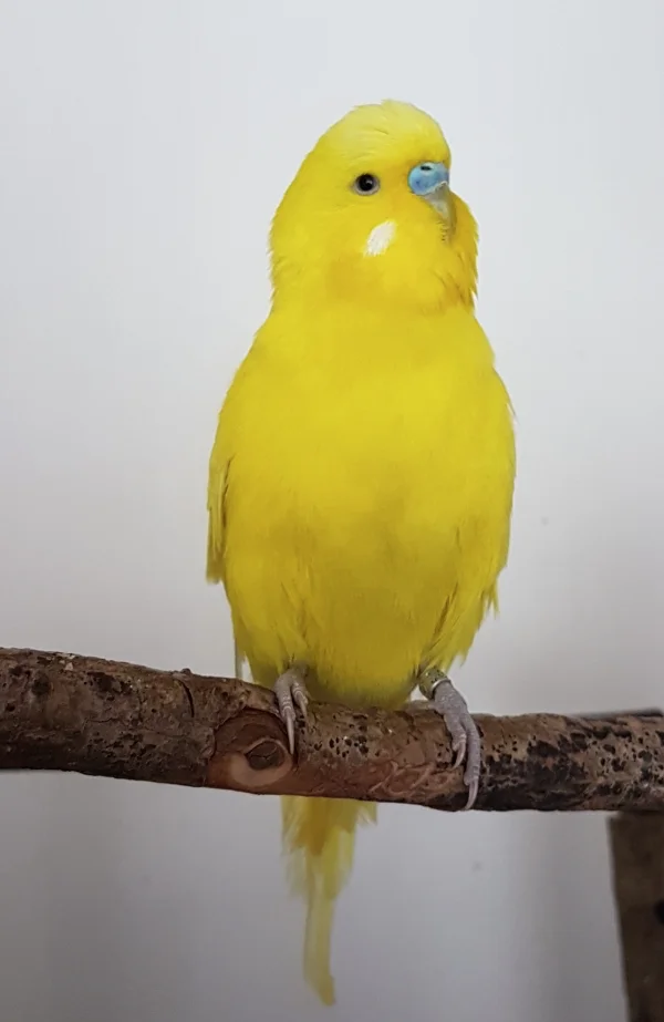 Wellensittich-Bild: Hier fuer alle Fans auch meine Vorderansicht ;) . Guten Rutsch!
~ Euer Pommes 