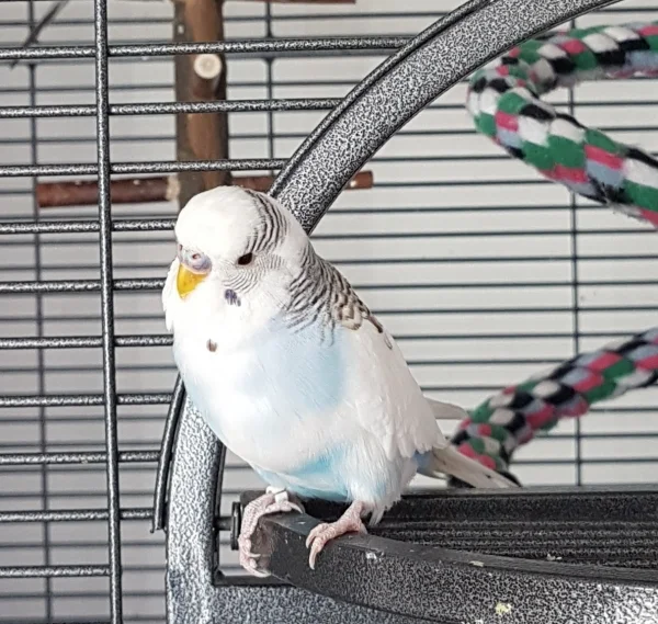 Wellensittich-Bild: So Ihr Lieben, um mal alle Zweifel auszuräumen: Guckt her, ich bin ein Hahn :) . ~Krümel
