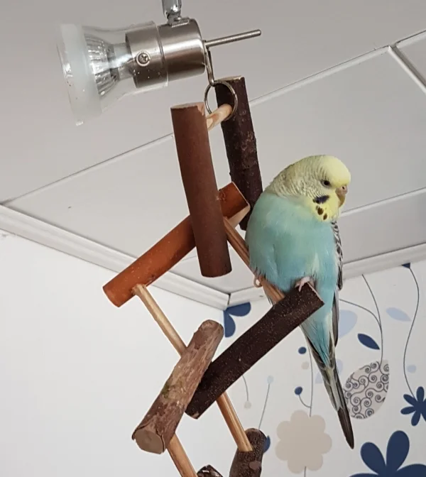 Wellensittich-Bild: ist erstmal Abhängen angesagt. ~Hermine