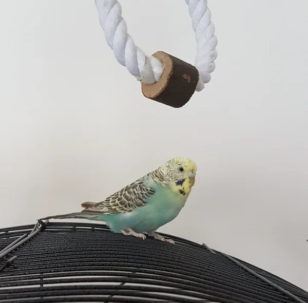 Wellensittich-Bild: Heute ist Damentag, also muss auch meine zweite Wellidame in die Galerie. Hermine ist nur recht scheu und mag Fotografieren auch nicht so sehr.