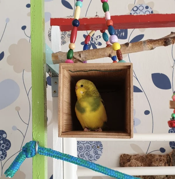 Wellensittich-Bild: Ella hat ganz lange und ausdauernd versucht, auch in diese Röhre reinzukommen wie die anderen Hennen. Dann hatte sie es endlich geschafft - da darf sie aber auch stolz auf sich sein :) .