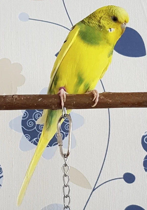 Wellensittich-Bild: Ella soll ein neues Profilbild bekommen :) .