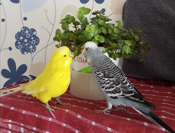 Wellensittich-Bild: Pommes und Oskar arbeiten zumindest schonmal fleißig an der Minimierung:) .