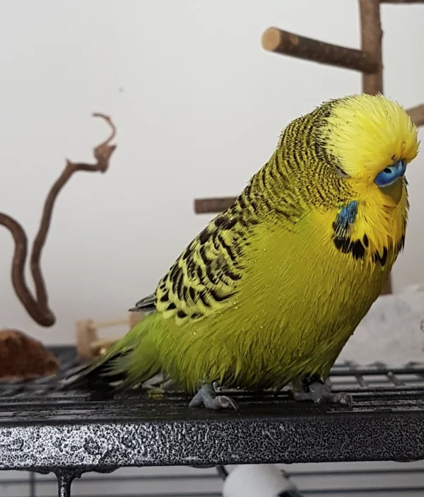 Wellensittich-Bild: ...find ich das fast genauso toll wie die Vogeldusche :) ! ~Paul