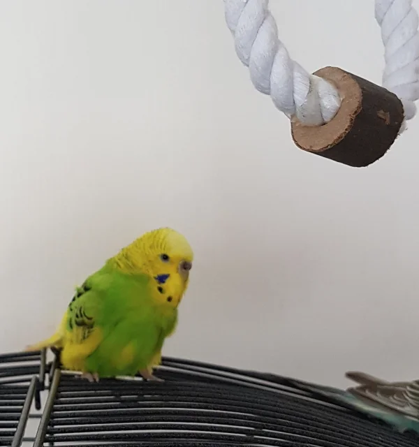 Wellensittich-Bild: Meine fast neunjährige Wellidame ist ein seltener Gast ausserhalb des Käfigs. Da freu ich mich umso mehr über diesen Ausflug :) .