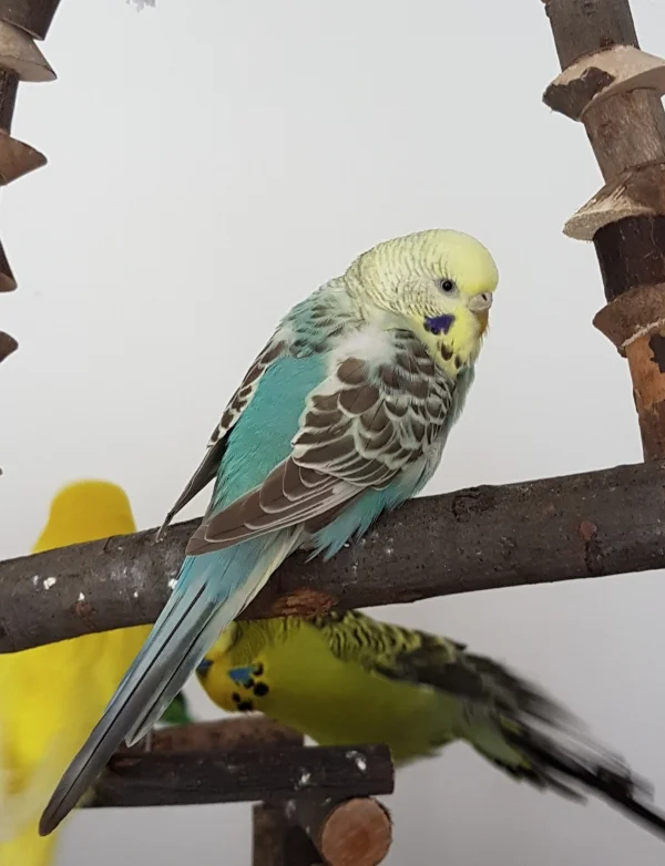 Wellensittich-Bild: Ich bin doch gerade erst vom Nickerchen aufgewacht, musst Du da mit dem Knipseding rumhantieren, FeLo?! ~Hermine
