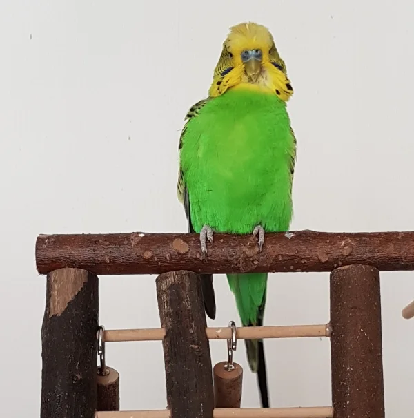 Wellensittich-Bild: Kaum guckt man mal nicht richtig hin, ist das Wochenende schon wieder vorbei. ~Emil 