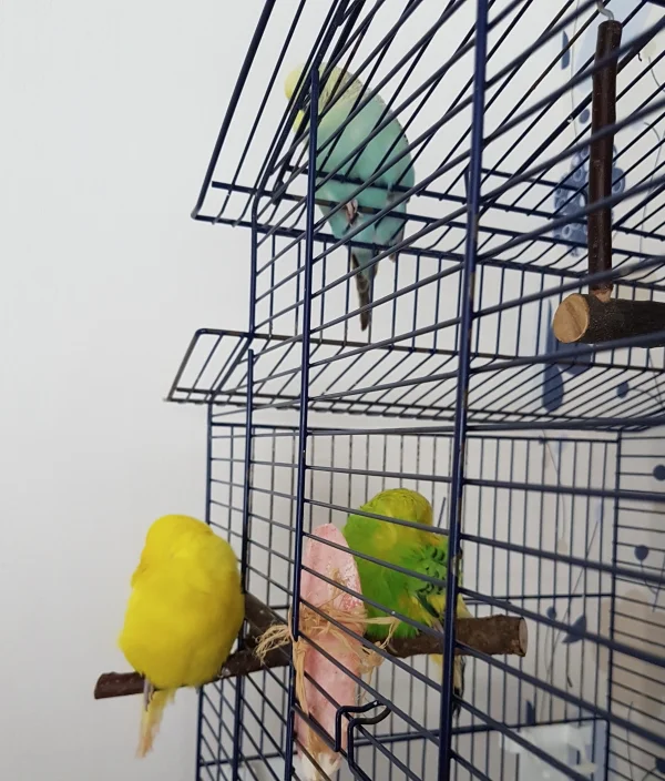 Wellensittich-Bild: Pommes möchte unbedingt bei Ernie sein. Da wird dann auch nach dem anstrengenden Krankenbesuch gemeinsam gechillt :) .