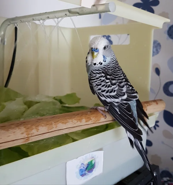Wellensittich-Bild: Bei der Hitze tut eine schöne kühle Dusche so richtig gut! ~Oskar