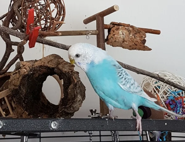Wellensittich-Bild: Boah FeLo, ne neue Korkröhre, cooool! Ich schredder gleich mal los! ~Fienchen