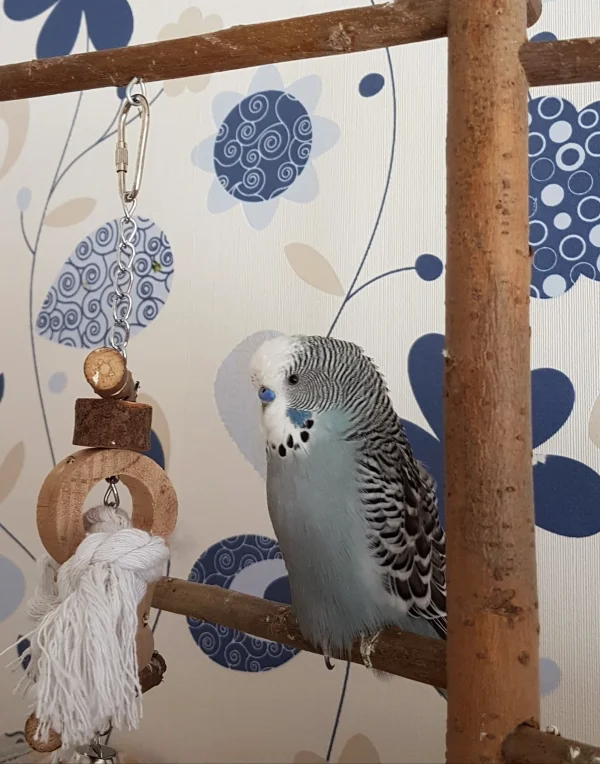 Wellensittich-Bild: Oskar lässt den Sonntag entspannt ausklingen :) .