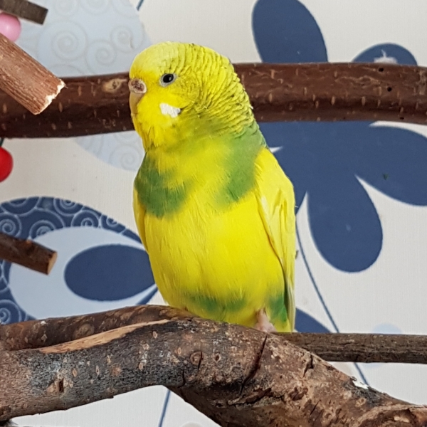 Ella