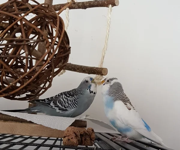 Wellensittich-Bild: Zusammen kriegen wir das Ding schon kaputt. ~Oskar und Krümel 