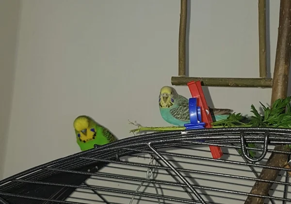 Wellensittich-Bild: Das finden auch Emil und Hermine 
