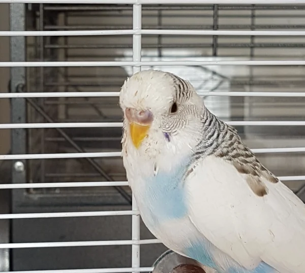Wellensittich-Bild: Das Krümelchen braucht mal ein neues, besseres Profilbild :) .